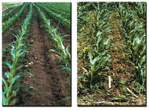 herbicide weed tolerance tolerant hybrids control